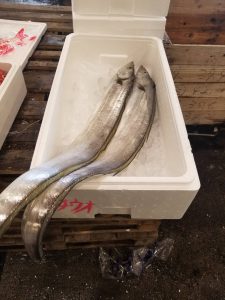 3.19太刀魚